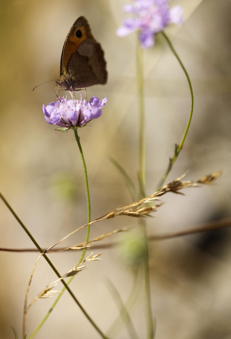 Abeille Sur Fleur Dorigan Steph