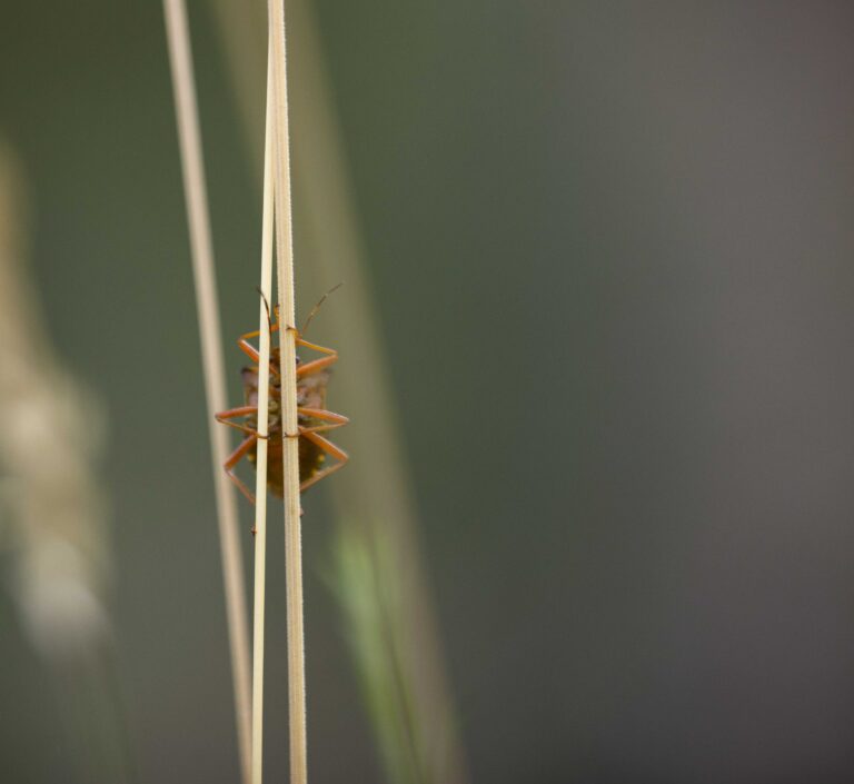 Abeille Sur Fleur Dorigan Steph