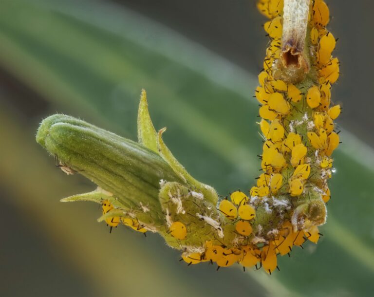 Abeille Sur Fleur Dorigan Steph