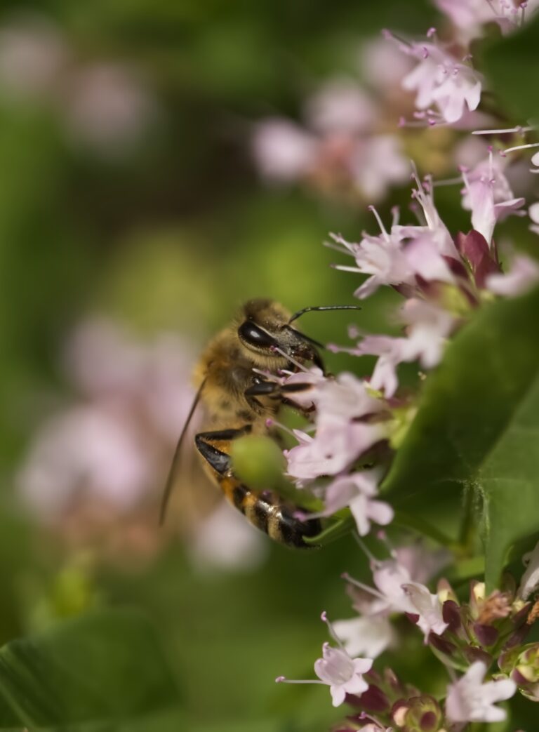 Abeille Sur Fleur Dorigan Steph