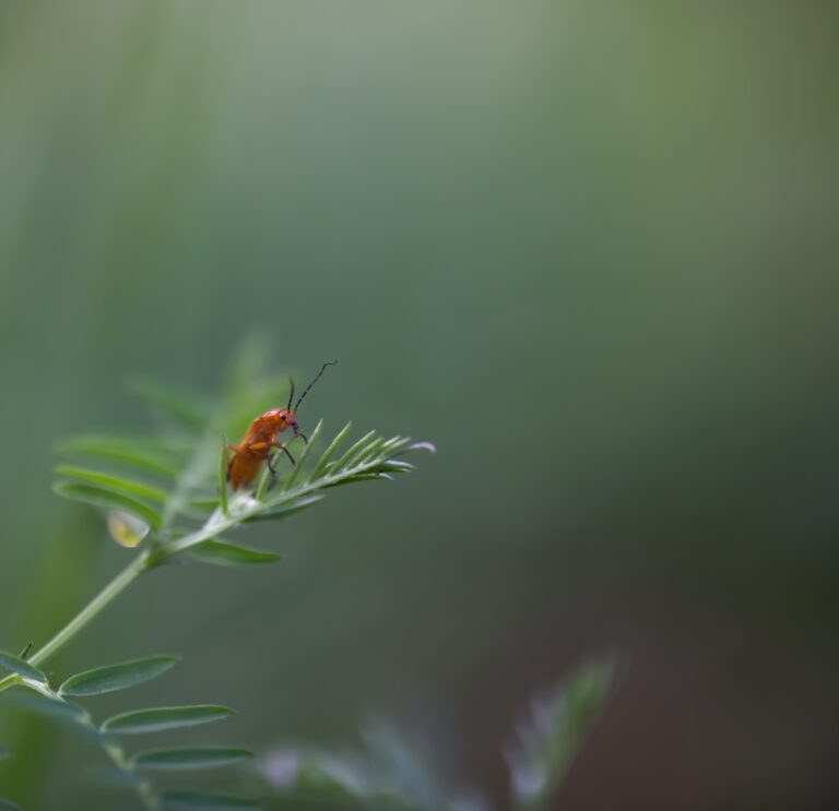 Abeille Sur Fleur Dorigan1 Steph