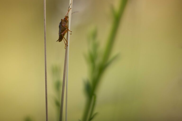 Abeille Sur Fleur Dorigan1 Steph