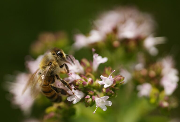 Abeille Sur Fleur Dorigan1 Steph